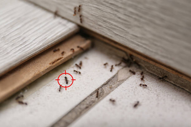 Best Emergency Pest Control  in Cleveland, TN