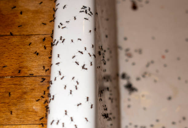 Best Exterminator Services  in Cleveland, TN