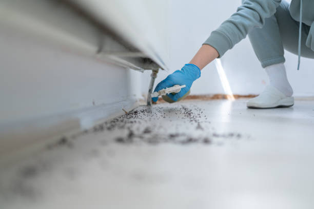 Best Flea Control Services  in Cleveland, TN
